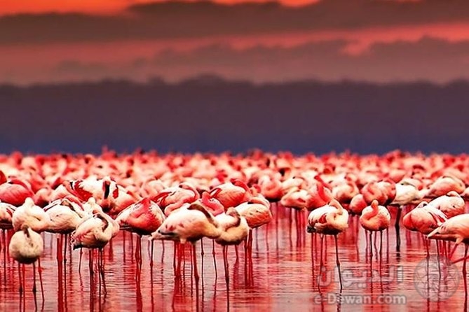 Lake Natron 1