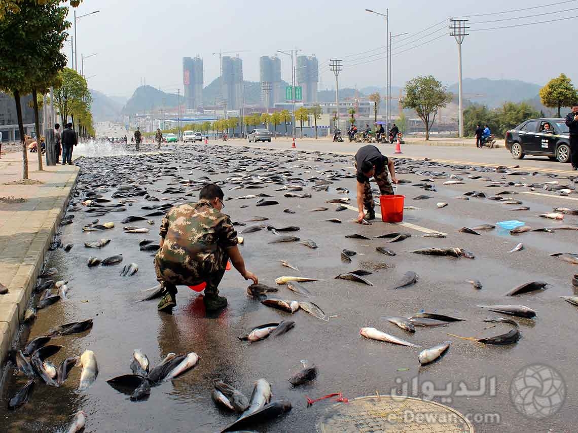 Donde ver lluvia de peces en el mundo caen animales del cielo 01