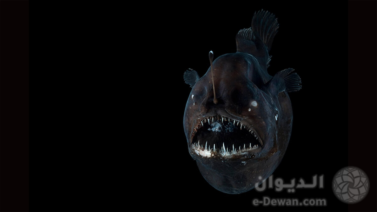 Angler fish